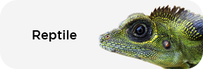 Reptile