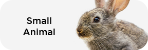 Small Animal