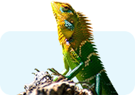 Reptile