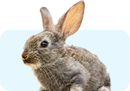 Small Animal