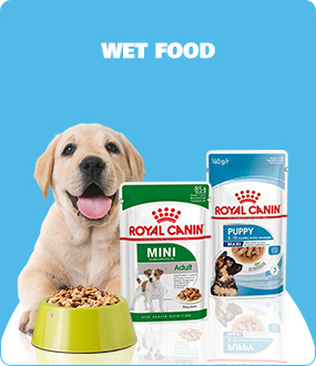 Wet Food