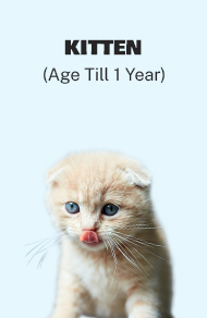 Kitten